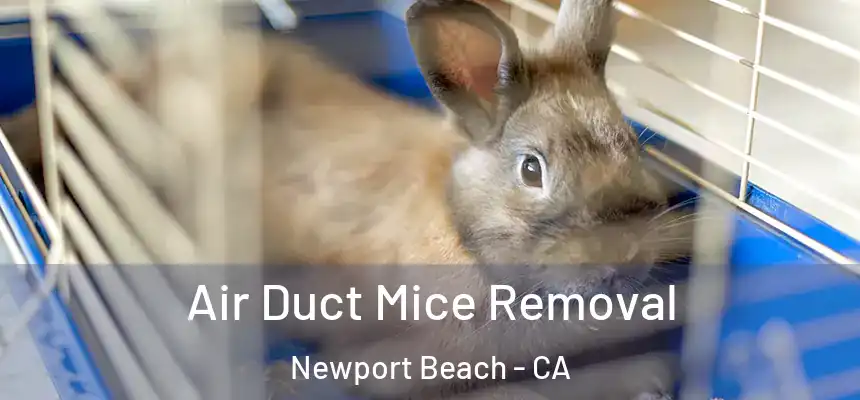 Air Duct Mice Removal Newport Beach - CA